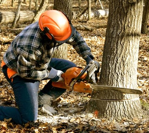 Tree Removal in Liberty Lake, WA